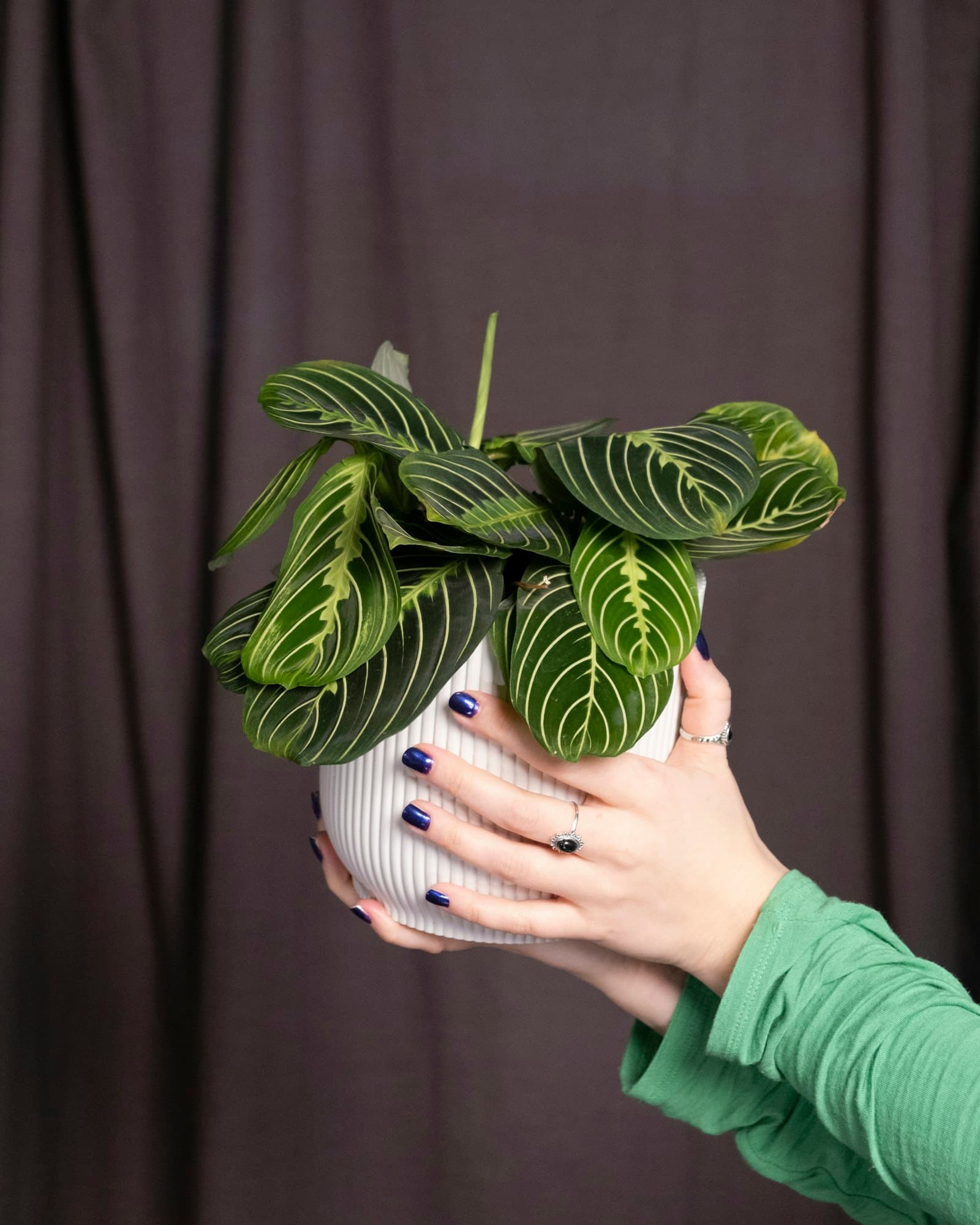 Maranta — slika 3