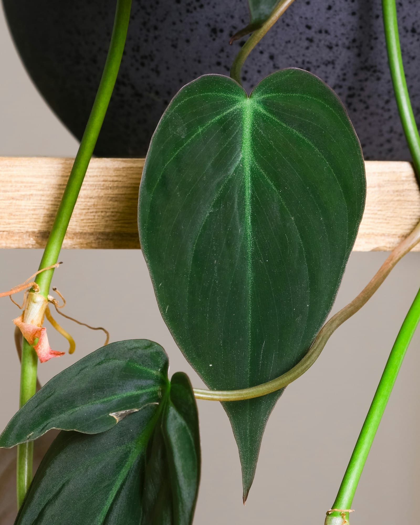 Filodendron — slika 2