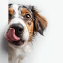 Golden Grove Kennel